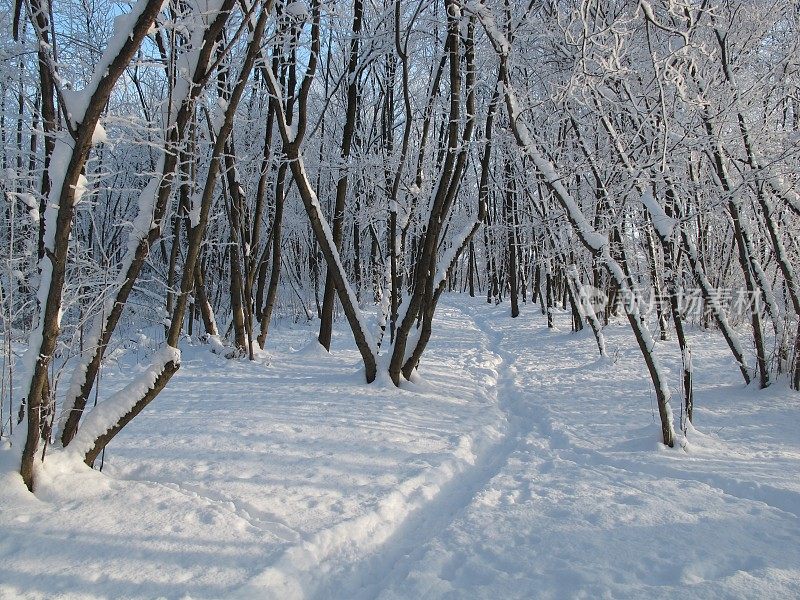 冬季景观在Neufeld an der Leitha, Burgenland，奥地利，欧洲